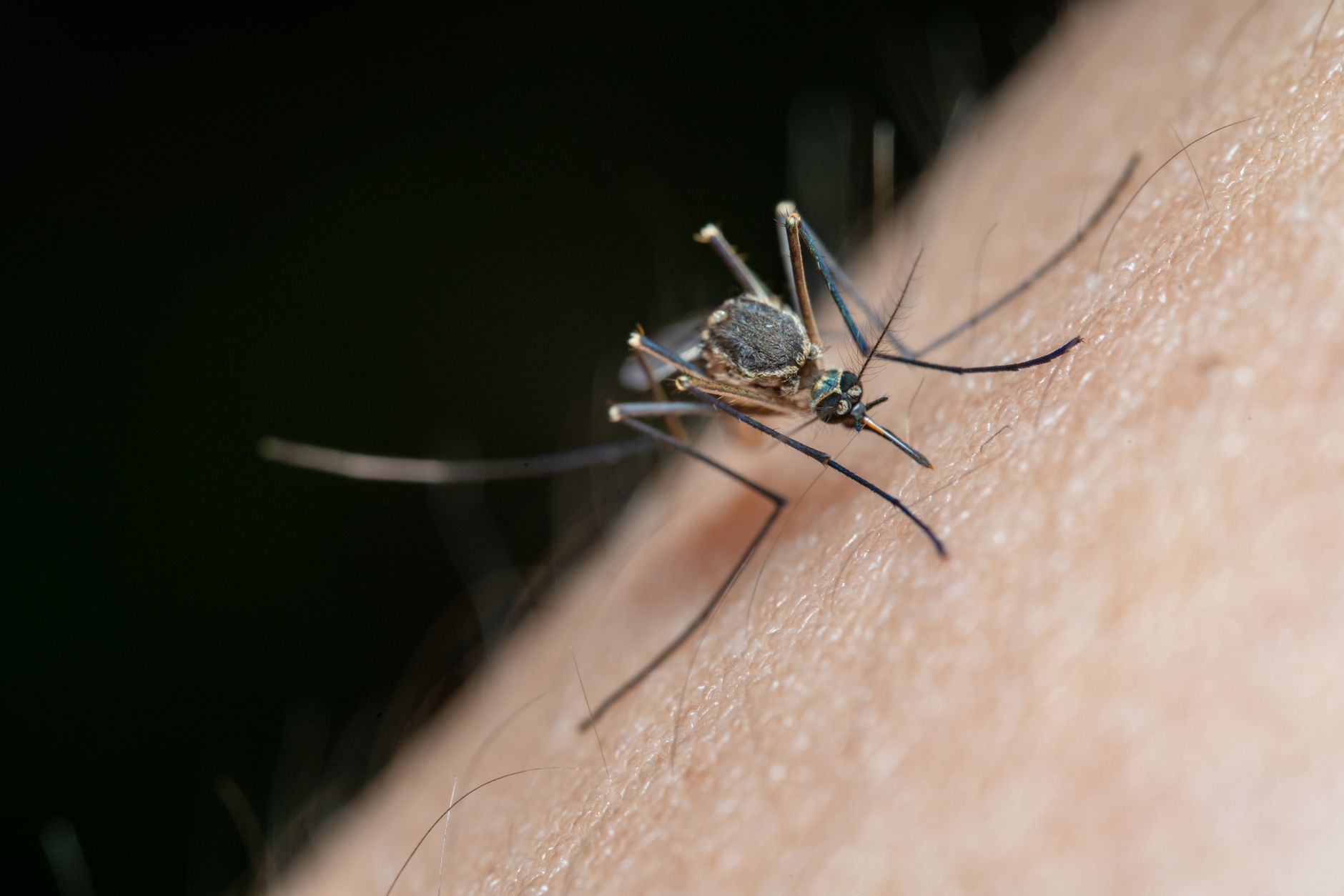 Chikungunya en France : une menace sous-estimée avec 23 cas en Gironde
