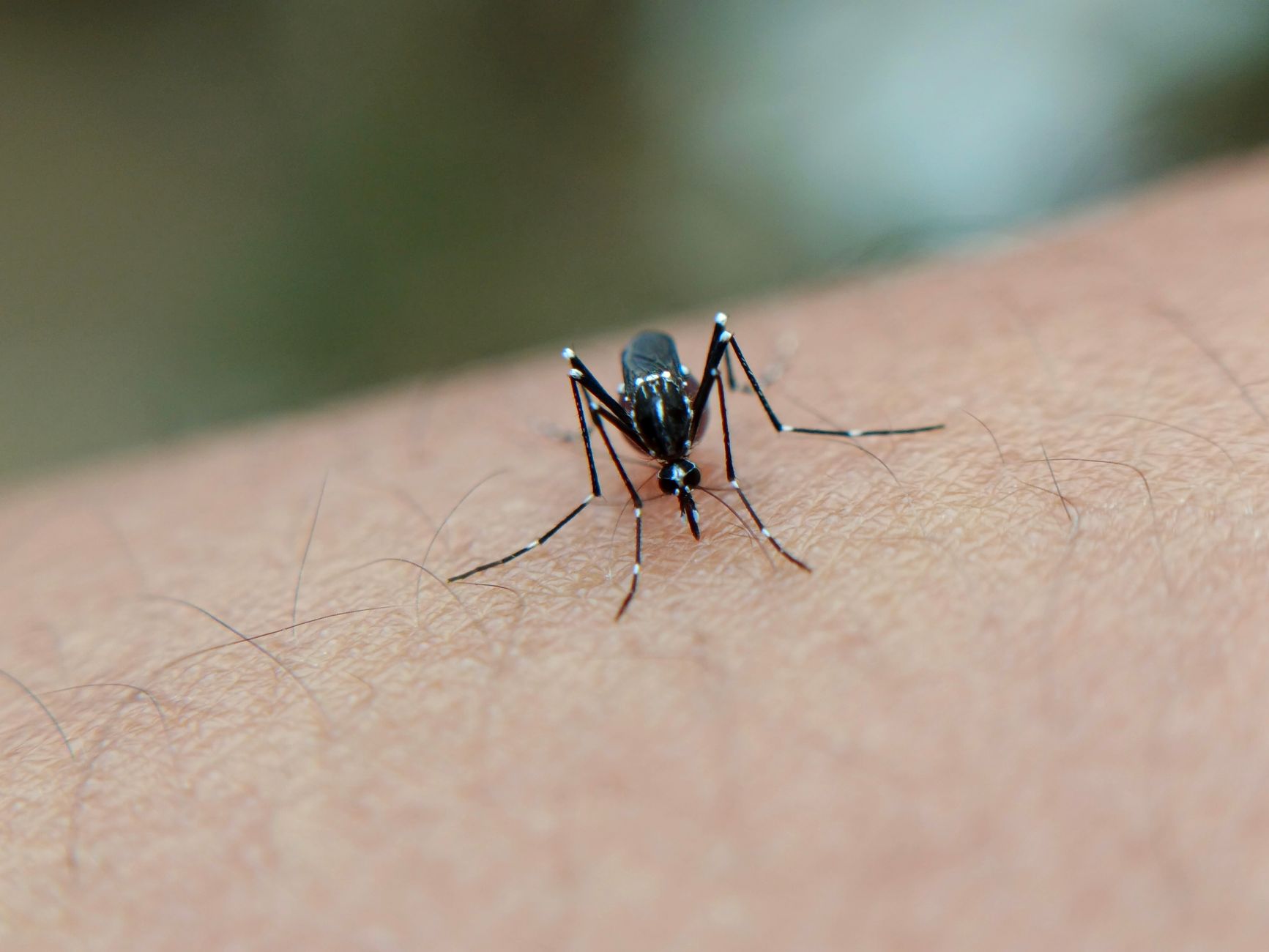 Chikungunya en Île-de-France : quel impact pour les voyageurs ?