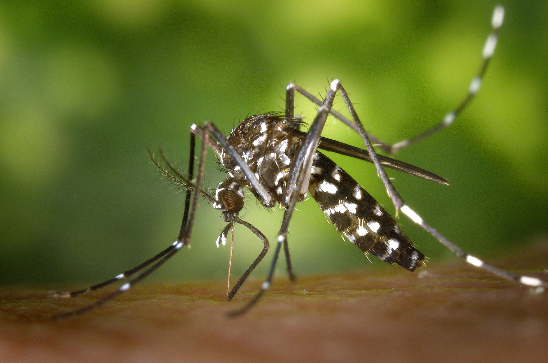 Chikungunya en Guadeloupe : ce que les voyageurs doivent impérativement savoir