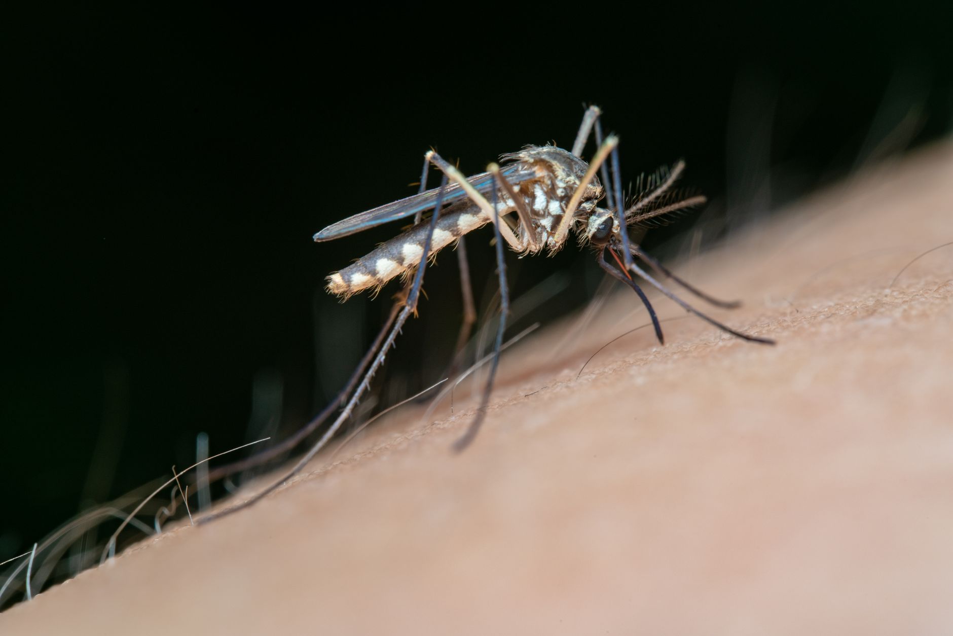 La dengue en Haute-Savoie : ce que cela signifie pour vos voyages