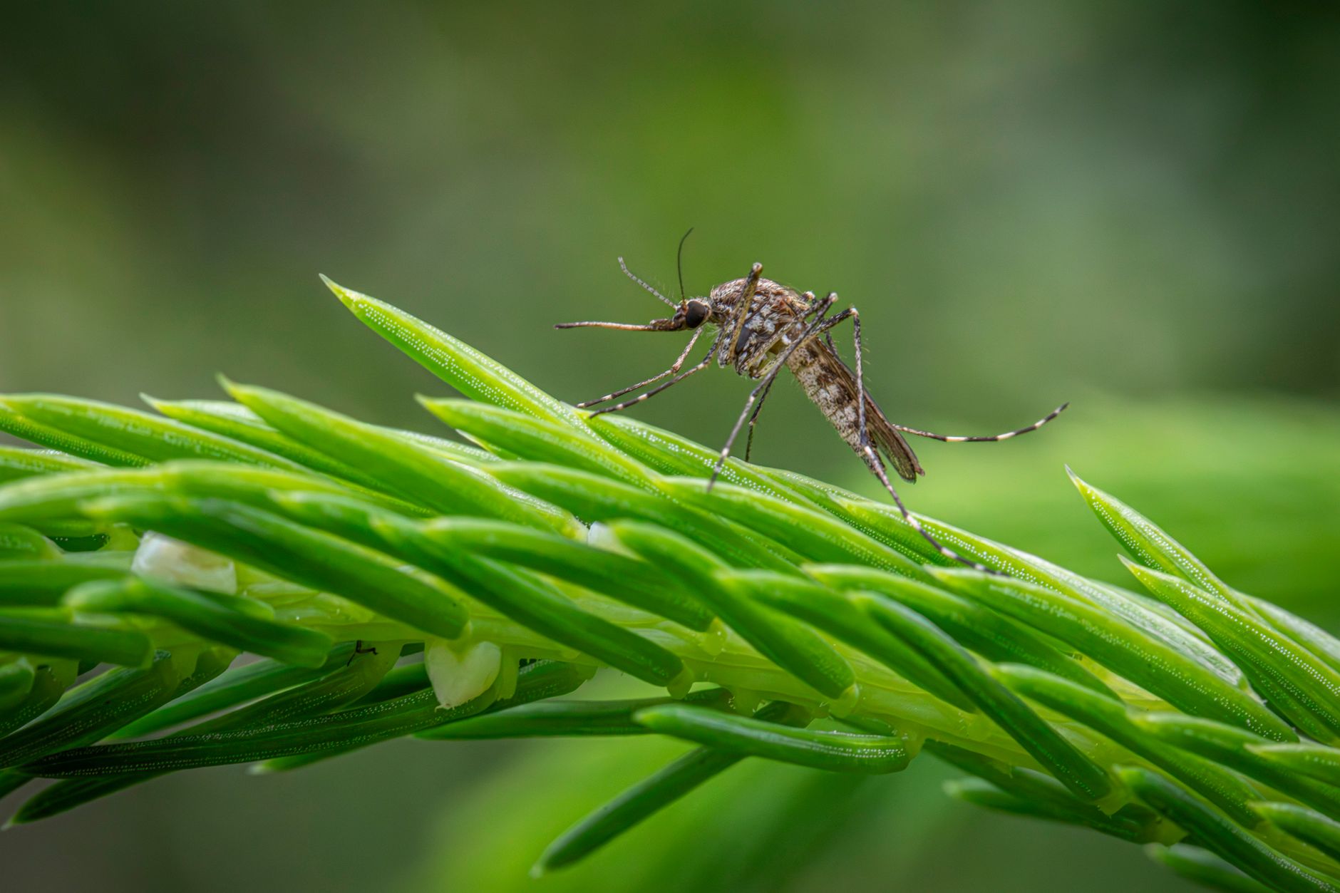 Chikungunya : ce que vous devez savoir avant de voyager en zones tropicales